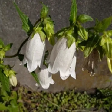 日本の植物図鑑～懐かしい草花～