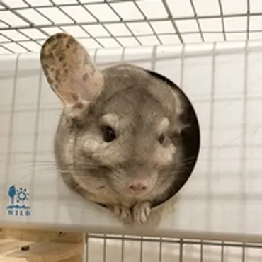 Chinchilla’s blog