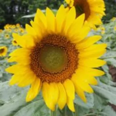 ひと目で丸わかり！芸能人恋愛相関図