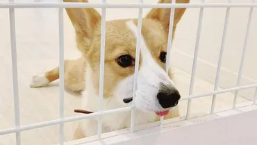 犬