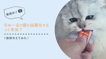 ちゅーるで猫が凶暴化して怖い？猫に1週間ちゅーるを与えてみた結果、食いつきが良いだけ！ 