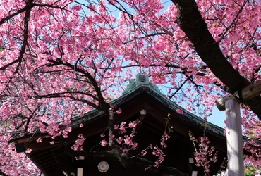 東京・早咲きの桜 3選 