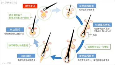 薄毛の原因と治療法は一体ナニ？(AGA治療の真実)AGAのメカニズムとは！？