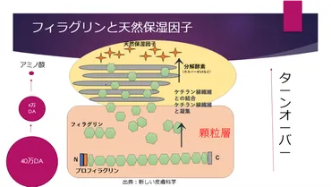 フィラグリンは肌のバリア機能に大切！天然保湿因子の源 