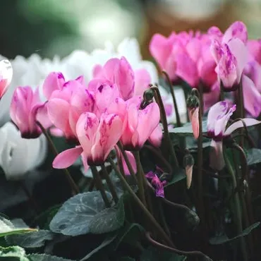 別れ」を意味する花言葉の花12選。見た目とは裏腹な意味を持つ花を季節別にご紹介 