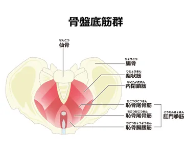 腹圧性尿失禁