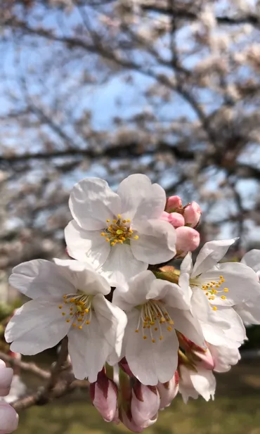 ソメイヨシノ（染井吉野） (Prunus × yedoensis) 花言葉，毒性，よくある質問 