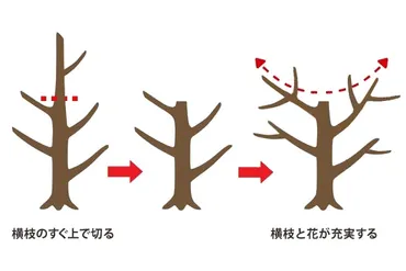 キンモクセイ（金木犀）は剪定で小さく育てられる！最適な時期と方法を図解 