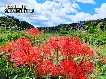 彼岸花には毒がある？ ヒガンバナにまつわる3つの豆知識（2023年9月20日）