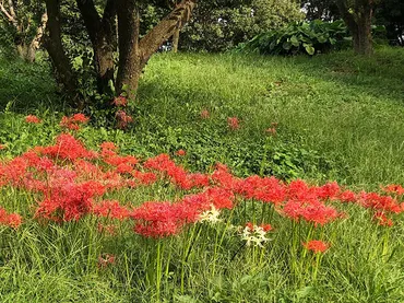 彼岸花（ヒガンバナ）の魅力〜美しい花には毒がある？〜 