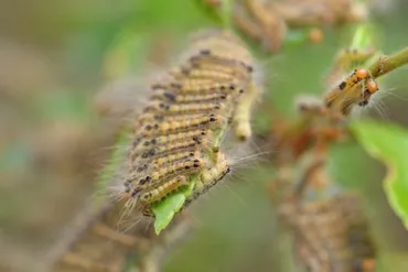 チャドクガの卵、駆除できる？(駆除方法と対策を知ろう！)チャドクガの卵の駆除方法とは！？