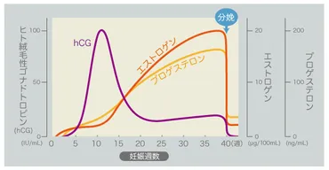 つわりって一体ナニ？妊娠中のつわりに関する疑問を解決！つわりとは！？