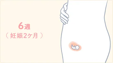 妊娠6週目】つわりの症状が出はじめる？赤ちゃんの心拍の状態や流産の確率は？ 