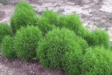 コキアって知ってる？秋に紅葉するあの植物！とは！？