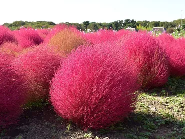 コキアの育て方。コツとお手入れ、植え替えや寄せ植えを一挙紹介します 