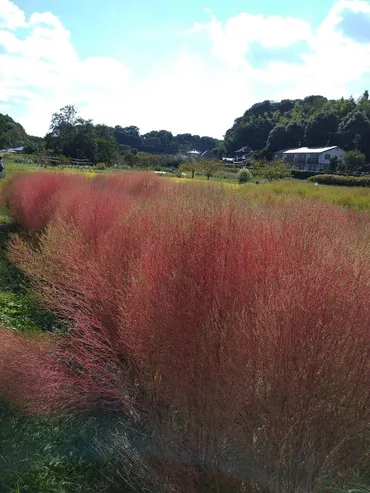 見て美しい。食べておいしい。食べられる野草・植物 