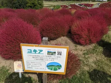 コキアを植えてはいけない3つの理由！自宅で楽しむなら鉢植えがベスト 