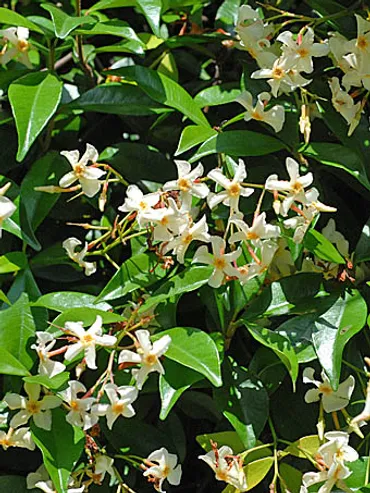 テイカカズラ Trachelospermum asiaticum キョウチクトウ科 テイカカズラ属 三河の植物観察