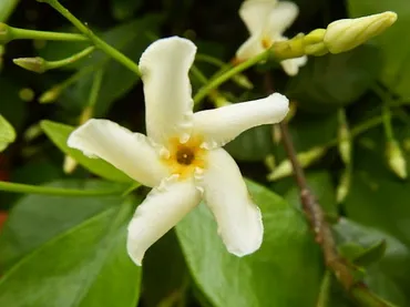 テイカカズラは四季折々の姿が印象的なつる性植物！特徴や花言葉・育て方を解説