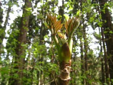 タラの木：家庭で簡単に増やせる？根挿し実験結果とは！？