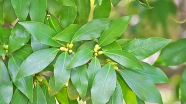 樒（しきみ）ってどんな植物？葬儀のときに使われる特別な植物について 