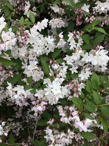 ヒメウツギ (Deutzia gracilis) 花言葉，毒性，よくある質問 