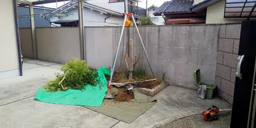 庭木の剪定・伐根】トネリコの伐採・伐根作業