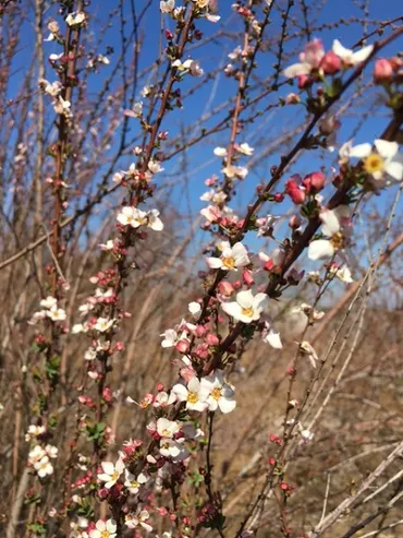 ユキヤナギ：庭木として人気だけど、植えるのはアリ？ナシ？その魅力と育て方の秘密とは！？