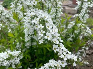 ユキヤナギの育て方】植え付けや剪定の方法を紹介