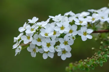 雪柳を庭に植えてはいけない理由は？毒性はある？植える時に気をつけることや鉢植えの育て方もご紹介 