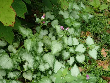 ラミウムは庭に植えても大丈夫？魅力と注意点を知ろう！ラミウムって、実は厄介な植物だったとは！？