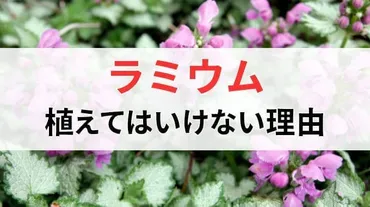 ラミウムを植えてはいけない理由は増殖