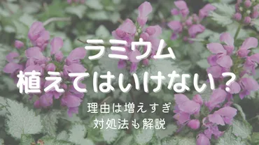 ラミウムを植えてはいけない理由は増えすぎるから！対処法も解説 