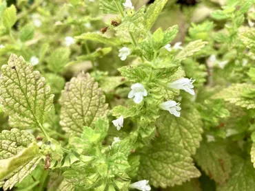 レモンバームを庭に植えても大丈夫？その繁殖力はヤバイとは！？