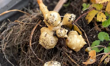 菊芋の育て方】植え方やプランター栽培の注意点を解説