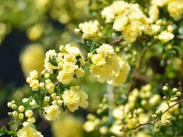 モッコウバラの育て方。コツとお手入れ、植え替えや寄せ植えを一挙紹介します 