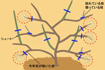 モッコウバラは剪定で花をもっと楽しめる！誰でもできる素敵な仕立て方 