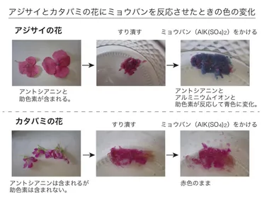 アジサイの色はどうして土の酸度で変わるのか 