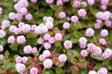 ヒメツルソバって、植えても大丈夫？繁殖力ハンパないってホント！？