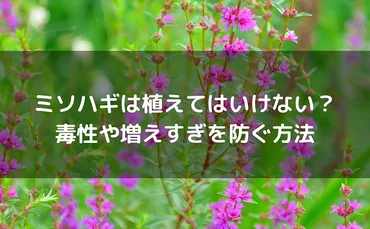 ミソハギを庭に植えるのは縁起が悪い？盆花としての意味とは！？