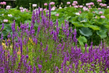 ミソハギの花言葉を紹介