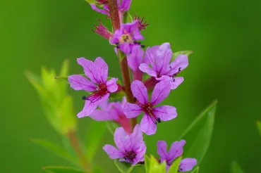 ミソハギの花言葉とは？由来や贈り物のシーン、体験談を徹底紹介 – 東京寿園