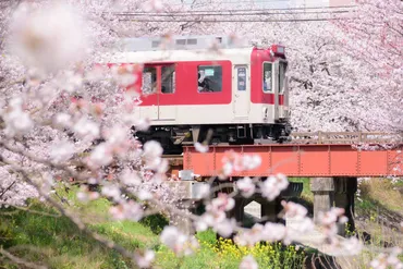 奈良の桜】電車とのコラボも！商都の春のシンボル『高田千本桜』（大和高田市） 