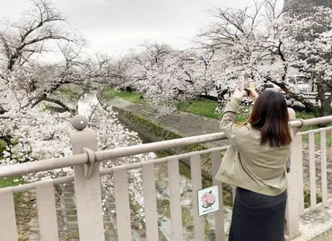 大和高田に春告げる「高田千本桜」3月25日から夜桜ライトアップ