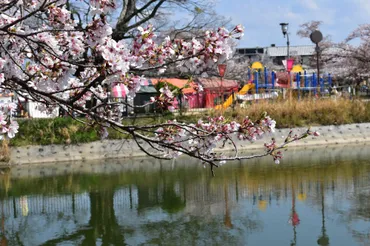 令和5年度高田千本桜開花情報／大和高田市