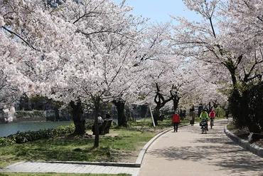 広島平和記念公園の桜が彩りはじめ、春の訪れを知らせる