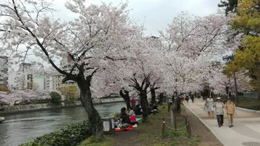 また今日も、花見です。 原爆ドームから、元安川沿いの桜も、🌸と、外人で満開でした！ / momokeroさんの広島市の活動日記 