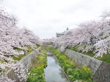 山崎川・四季の道】約600本の桜が咲き誇る日本さくら名所100選にも選出された名古屋市のお花見スポット 