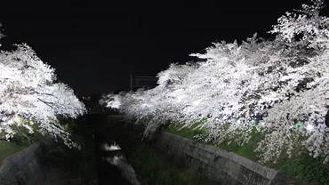 さくら名所100選】愛知・山崎川四季の道 