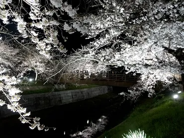 夜桜を見に名古屋市瑞穂区「山崎川」へ。桜のライトアップは4月4日まで（予定）です！（2019年）